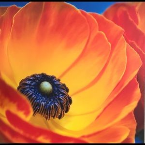 Meet your Posher, Marelle